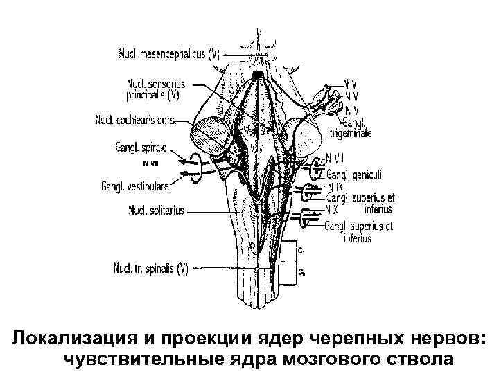 Локализация и проекции ядер черепных нервов: чувствительные ядра мозгового ствола 