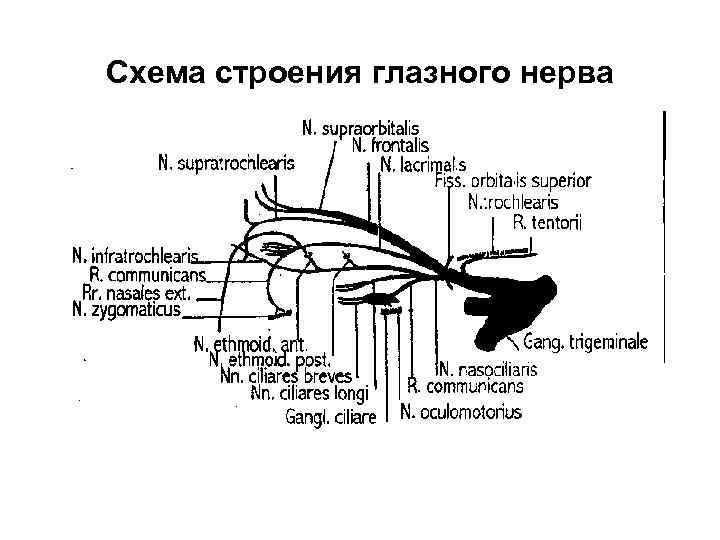 Глазной нерв схема