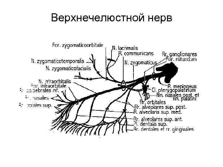 Верхнечелюстной нерв 