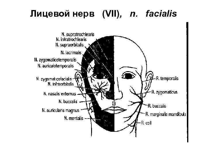 Лицевой нерв (VII), n. facialis 