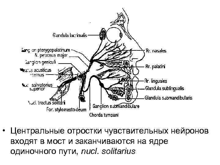  • Центральные отростки чувствительных нейронов входят в мост и заканчиваются на ядре одиночного