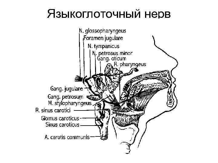 Языкоглоточный нерв 