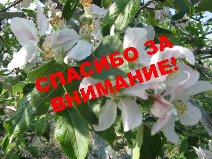 А З О Б ! И Е С И А Н П А С