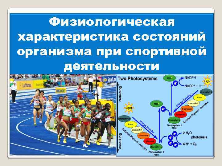 Физиологическая характеристика состояний организма при спортивной деятельности 