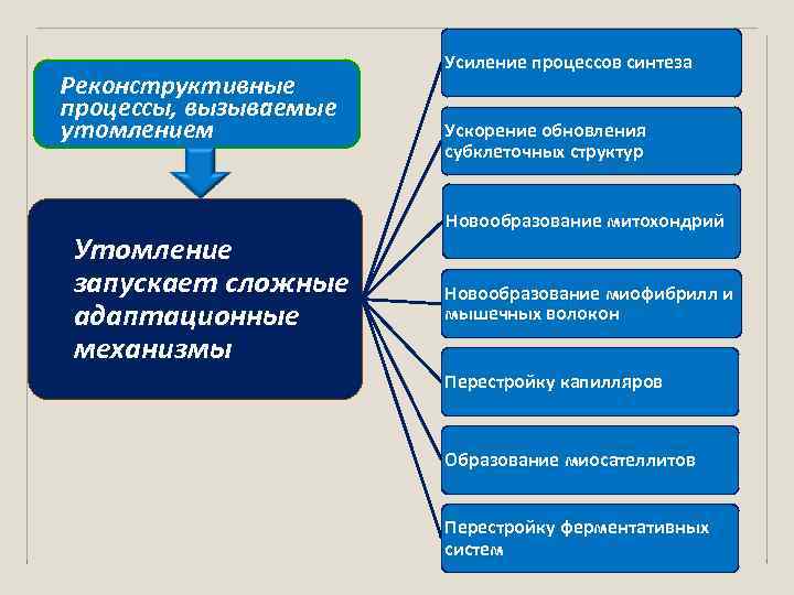 Реконструктивные процессы, вызываемые утомлением Утомление запускает сложные адаптационные механизмы Усиление процессов синтеза Ускорение обновления