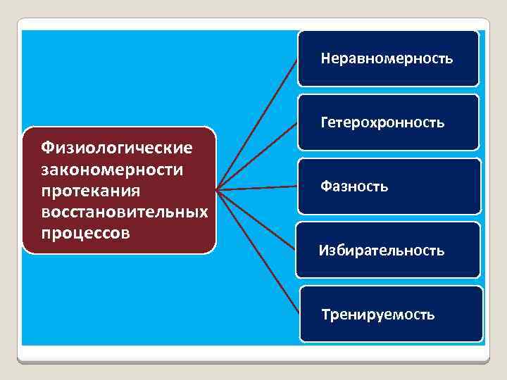 Неравномерность Гетерохронность Физиологические закономерности протекания восстановительных процессов Фазность Избирательность Тренируемость 