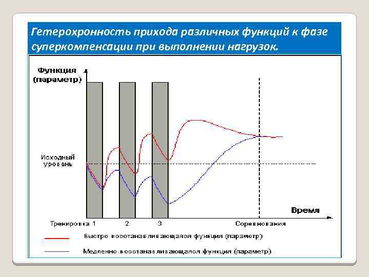 Гетерохронность прихода различных функций к фазе суперкомпенсации при выполнении нагрузок. 