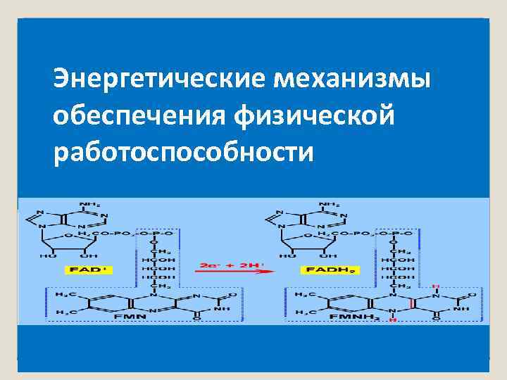 Энергетические механизмы обеспечения физической работоспособности 