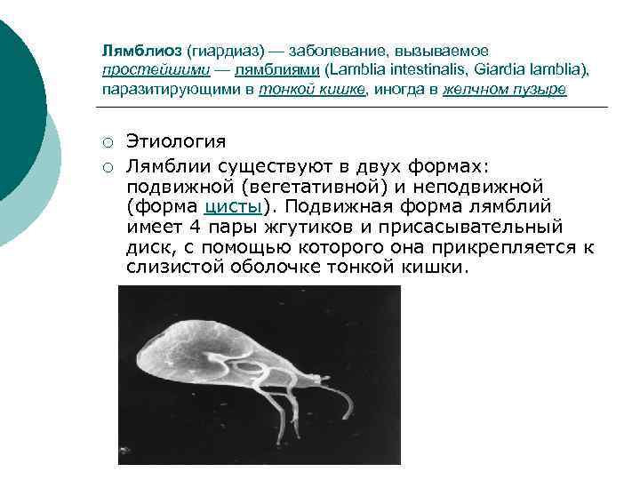 Лямблиоз (гиардиаз) — заболевание, вызываемое простейшими — лямблиями (Lamblia intestinalis, Giardia lamblia), паразитирующими в