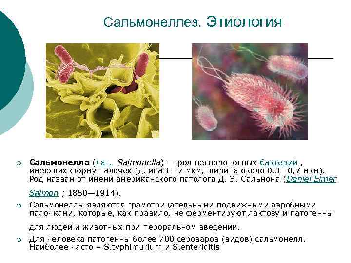 Сальмонеллез. Этиология ¡ Сальмонелла (лат. Salmonella) — род неспороносных бактерий , имеющих форму палочек