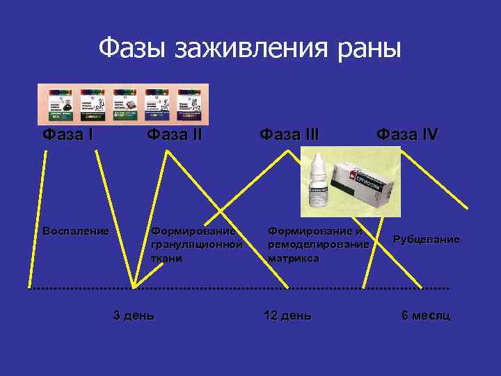 Фазы заживления раны Фаза I Воспаление Фаза II Формирование грануляционной ткани 3 день Фаза