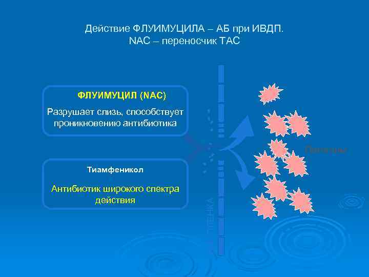 Действие ФЛУИМУЦИЛА – АБ при ИВДП. NAC – переносчик TAC ФЛУИМУЦИЛ (NAC) Разрушает слизь,