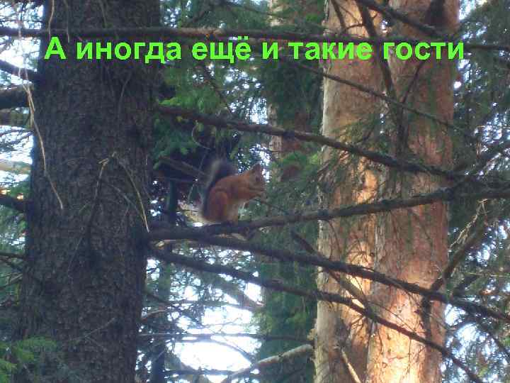 А иногда ещё и такие гости 