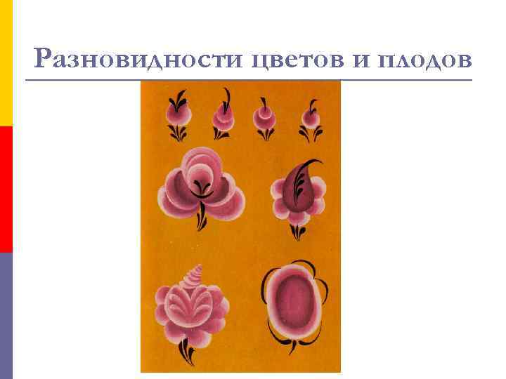 Разновидности цветов и плодов 