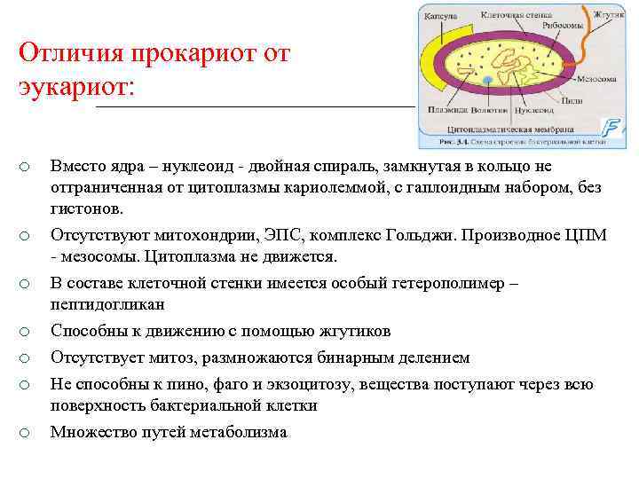 Отличия прокариот от эукариот: Вместо ядра – нуклеоид - двойная спираль, замкнутая в кольцо