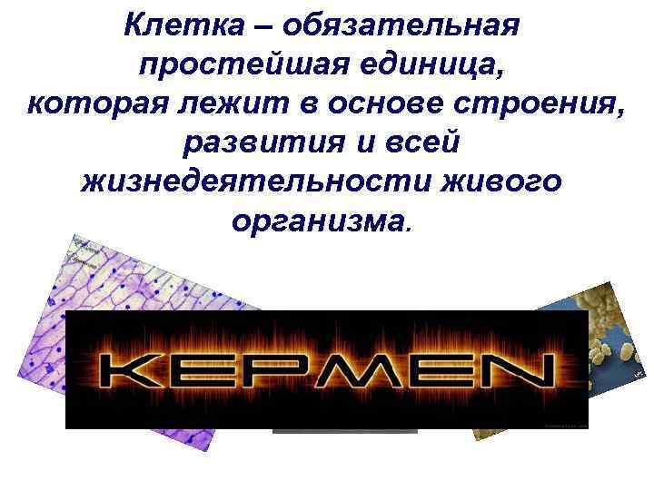 Клетка – обязательная простейшая единица, которая лежит в основе строения, развития и всей жизнедеятельности