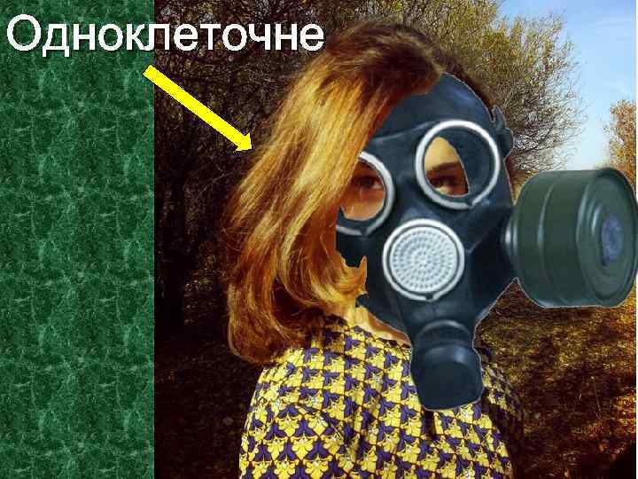 Одноклеточне 