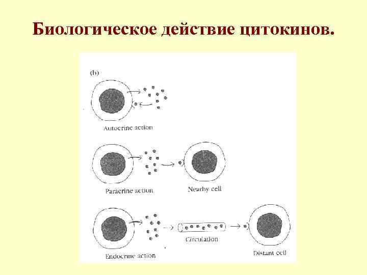 Биологическое действие цитокинов. 