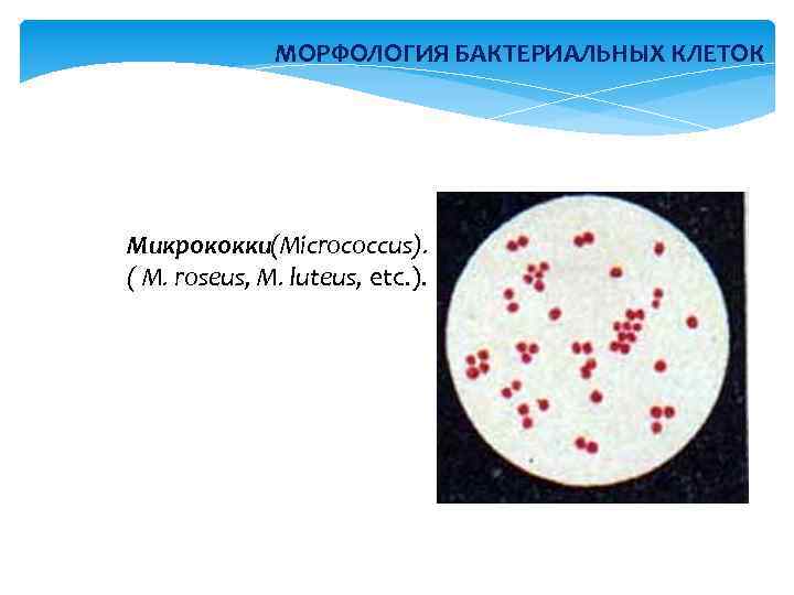 МОРФОЛОГИЯ БАКТЕРИАЛЬНЫХ КЛЕТОК Микрококки(Micrococcus). ( M. roseus, M. luteus, etc. ). 