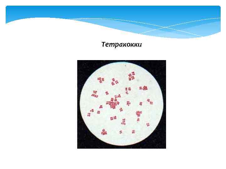 Тетракокки 