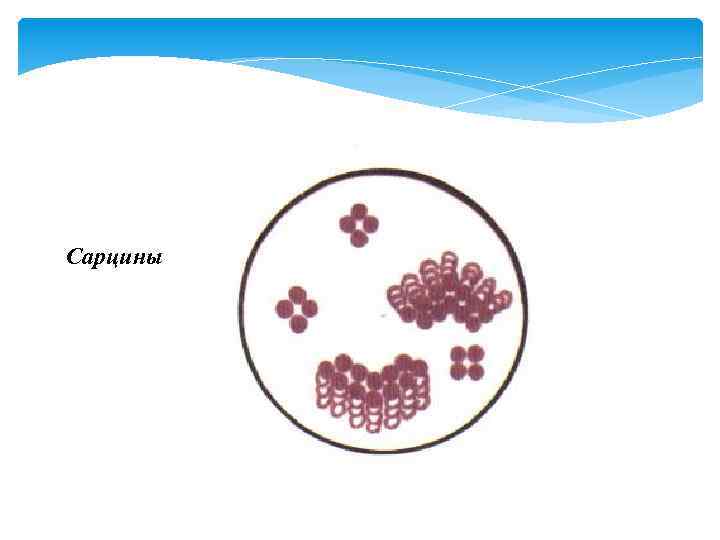 Бактерия диплококки рисунок