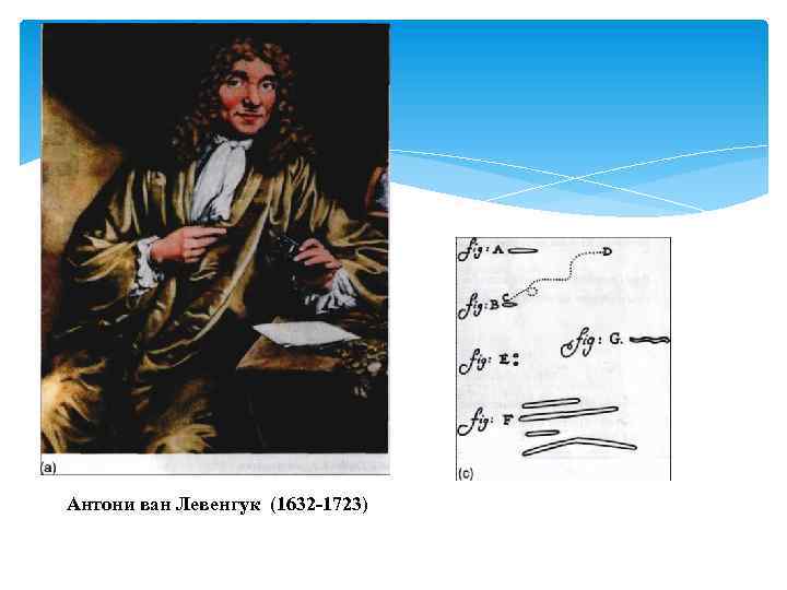 Антони ван Левенгук (1632 -1723) 