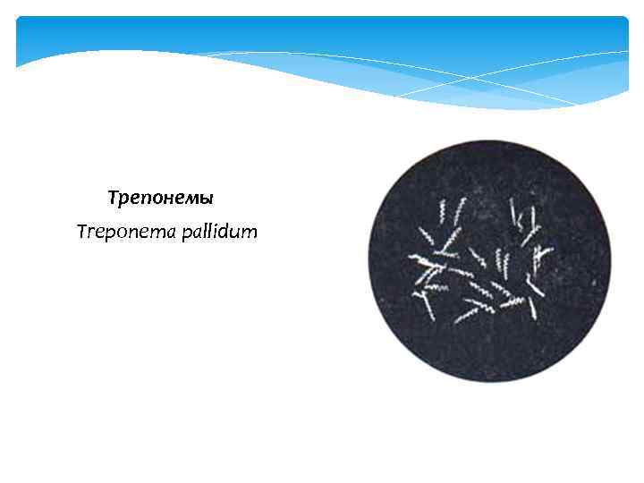 Трепонемы Treponema pallidum 