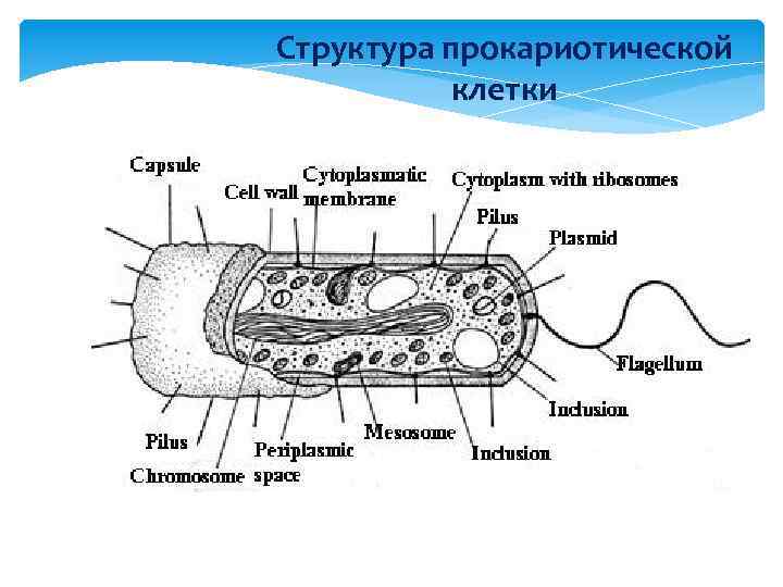 Схема строения прокариотической клетки