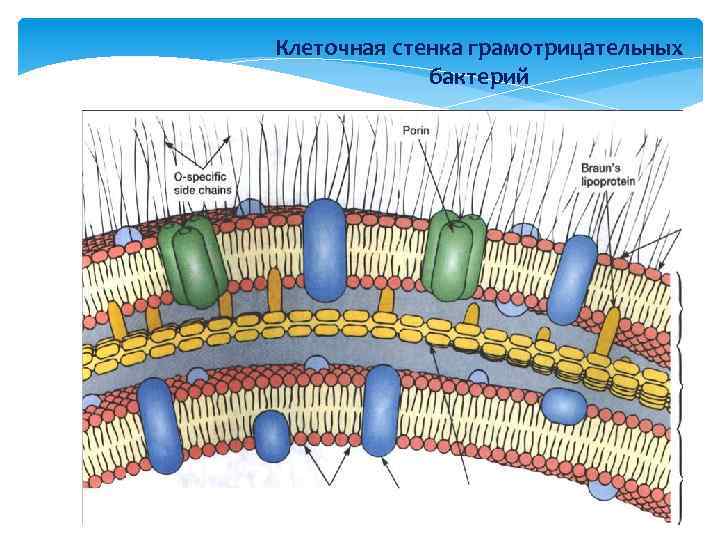 Клеточная стенка грамотрицательных бактерий 