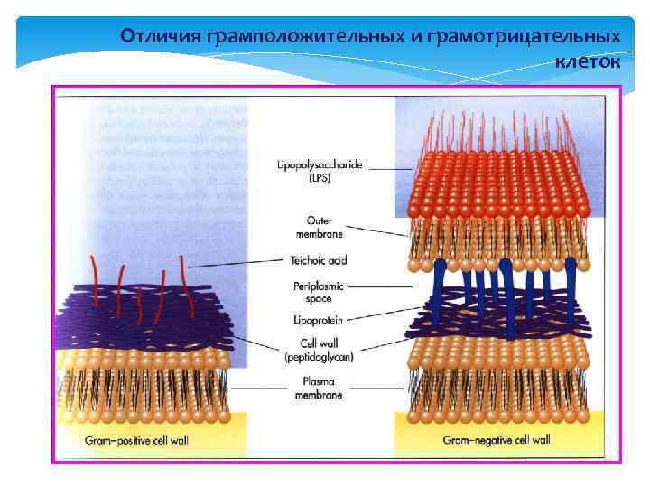 Отличия грамположительных и грамотрицательных клеток 