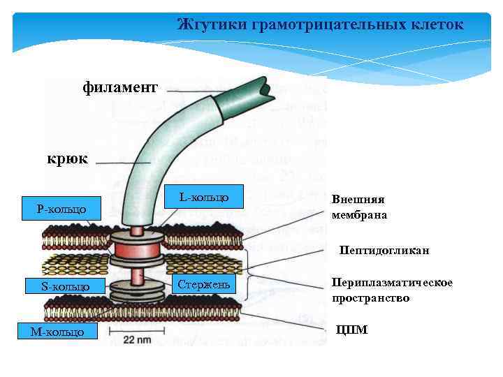 Жгутики грамотрицательных клеток филамент крюк P-кольцо L-кольцо Внешняя мембрана Пептидогликан S-кольцо M-кольцо Стержень Периплазматическое