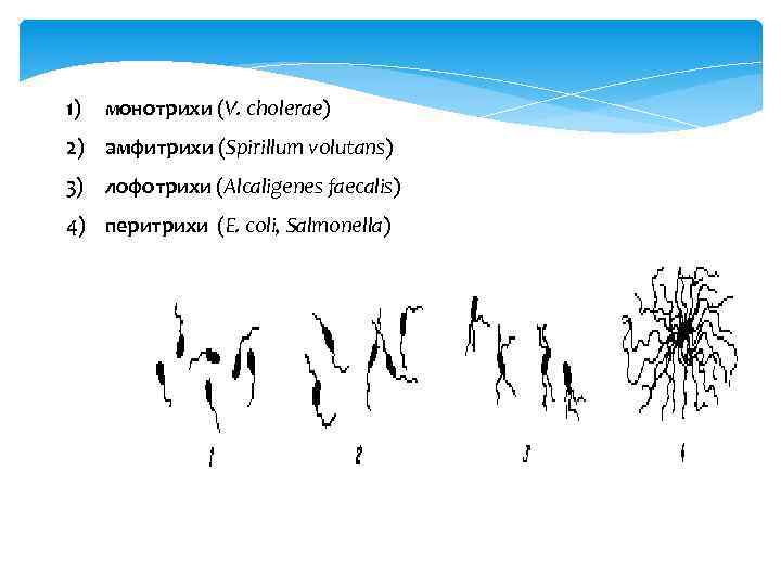 1) монотрихи (V. сholerae) 2) амфитрихи (Spirillum volutans) 3) лофотрихи (Alcaligenes faecalis) 4) перитрихи