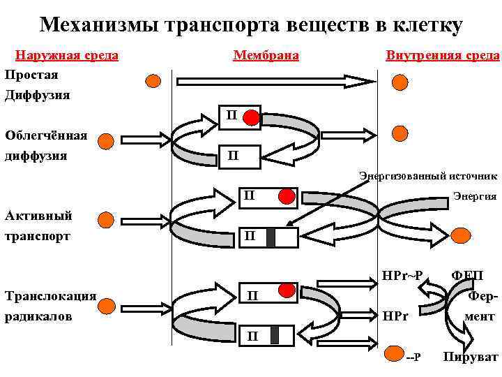 Механизмы транспорта веществ в клетку Наружная среда Простая Диффузия Мембрана Внутренняя среда П Облегчённая