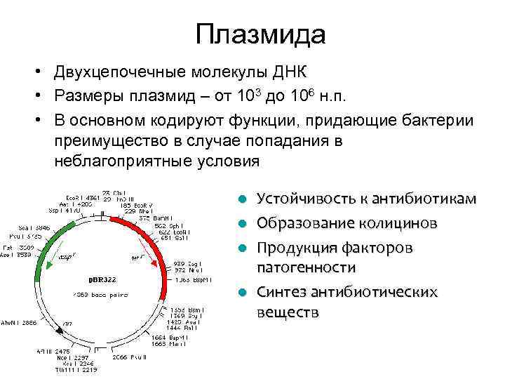 Плазмида • Двухцепочечные молекулы ДНК • Размеры плазмид – от 103 до 106 н.