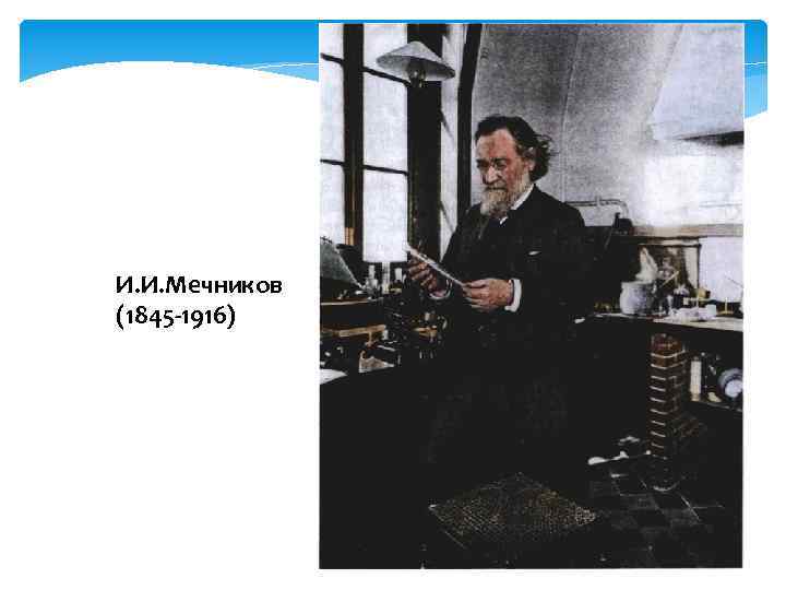 И. И. Мечников (1845 -1916) 