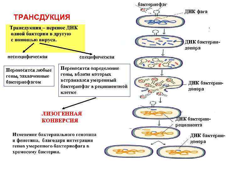 бактериофаг ДНК фага ТРАНСДУКЦИЯ ДНК бактериидонора неспецифическая Переносятся любые гены, захваченные бактериофагом специфическая Переносятся