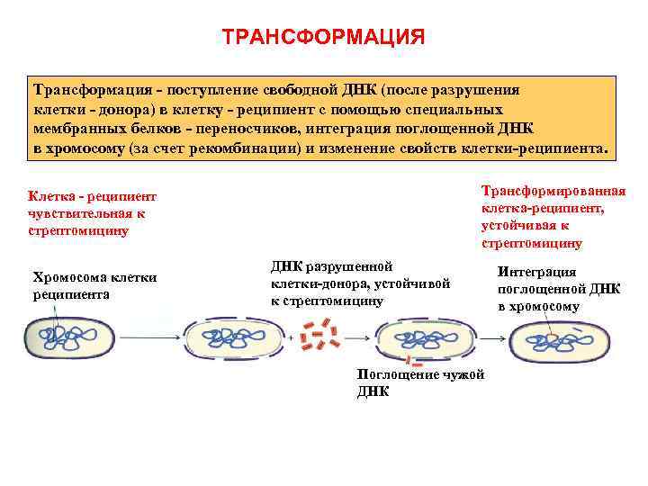 ТРАНСФОРМАЦИЯ Трансформация - поступление свободной ДНК (после разрушения клетки - донора) в клетку -