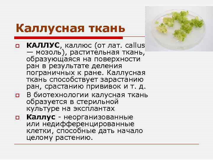 Каллусная ткань презентация