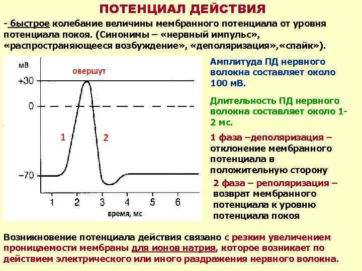 ПОТЕНЦИАЛ ДЕЙСТВИЯ - быстрое колебание величины мембранного потенциала от уровня потенциала покоя. (Синонимы –