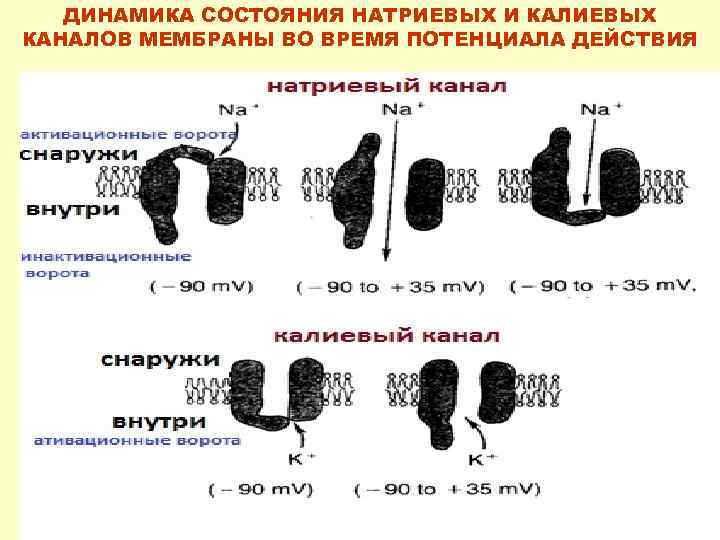 ДИНАМИКА СОСТОЯНИЯ НАТРИЕВЫХ И КАЛИЕВЫХ КАНАЛОВ МЕМБРАНЫ ВО ВРЕМЯ ПОТЕНЦИАЛА ДЕЙСТВИЯ 