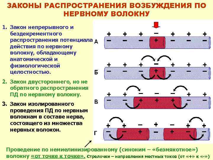 ЗАКОНЫ РАСПРОСТРАНЕНИЯ ВОЗБУЖДЕНИЯ ПО НЕРВНОМУ ВОЛОКНУ 1. Закон непрерывного и бездекрементного распространения потенциала действия