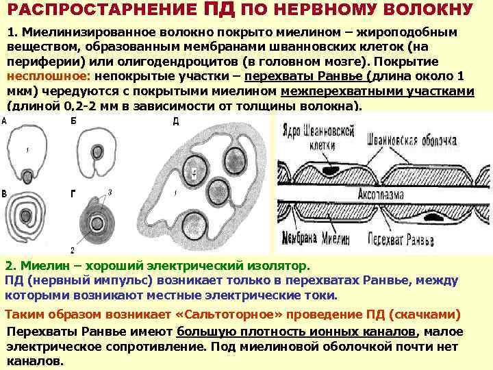 РАСПРОСТАРНЕНИЕ ПД ПО НЕРВНОМУ ВОЛОКНУ 1. Миелинизированное волокно покрыто миелином – жироподобным веществом, образованным