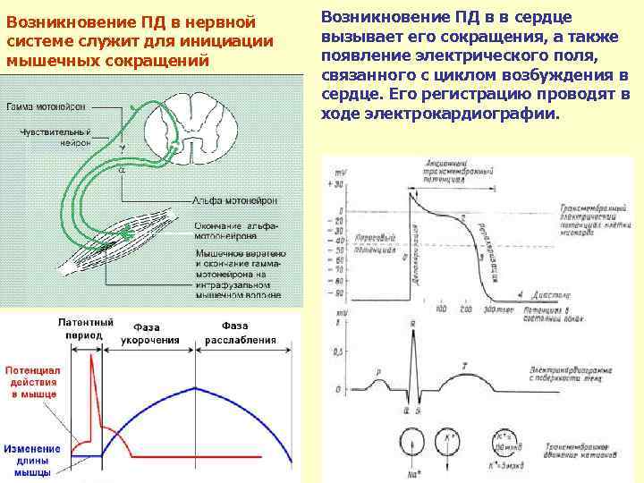 Возникновение ПД в нервной системе служит для инициации мышечных сокращений Возникновение ПД в в