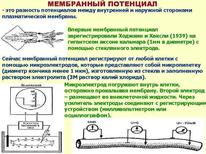 МЕМБРАННЫЙ ПОТЕНЦИАЛ - это разность потенциалов между внутренней и наружной сторонами плазматической мембраны. Впервые