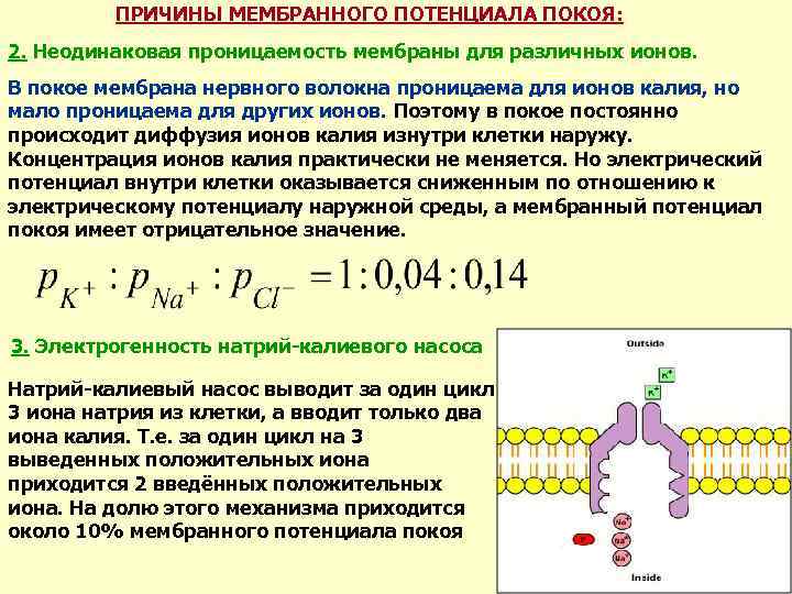 ПРИЧИНЫ МЕМБРАННОГО ПОТЕНЦИАЛА ПОКОЯ: 2. Неодинаковая проницаемость мембраны для различных ионов. В покое мембрана
