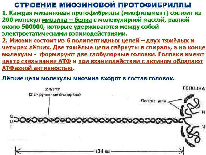 СТРОЕНИЕ МИОЗИНОВОЙ ПРОТОФИБРИЛЛЫ 1. Каждая миозиновая протофибрилла (миофиламент) состоит из 200 молекул миозина –