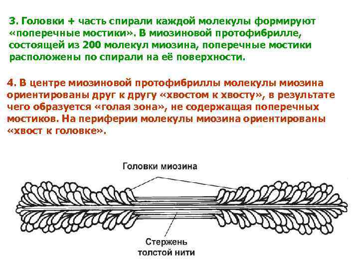 3. Головки + часть спирали каждой молекулы формируют «поперечные мостики» . В миозиновой протофибрилле,