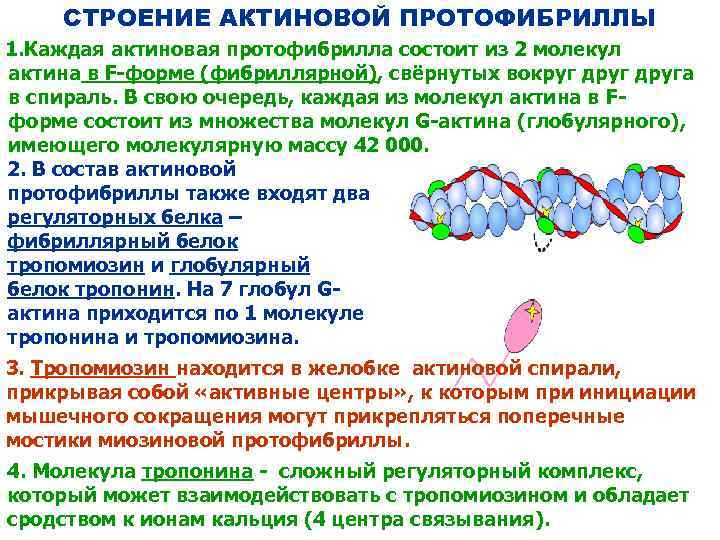 СТРОЕНИЕ АКТИНОВОЙ ПРОТОФИБРИЛЛЫ 1. Каждая актиновая протофибрилла состоит из 2 молекул актина в F-форме