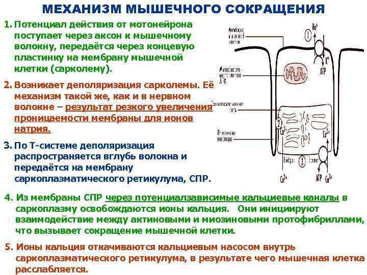 МЕХАНИЗМ МЫШЕЧНОГО СОКРАЩЕНИЯ 1. Потенциал действия от мотонейрона поступает через аксон к мышечному волокну,