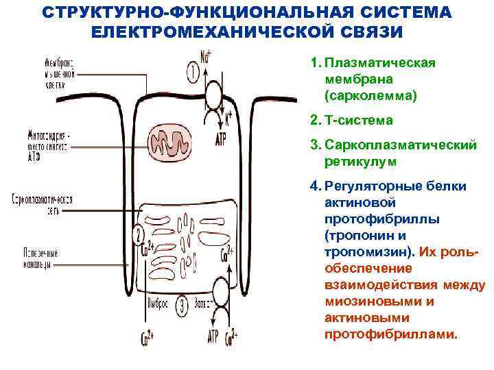 СТРУКТУРНО-ФУНКЦИОНАЛЬНАЯ СИСТЕМА ЕЛЕКТРОМЕХАНИЧЕСКОЙ СВЯЗИ 1. Плазматическая мембрана (сарколемма) 2. Т-система 3. Саркоплазматический ретикулум 4.